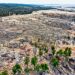 EUDR Compliance: Deforestazione Zero entro il 30/12/2026