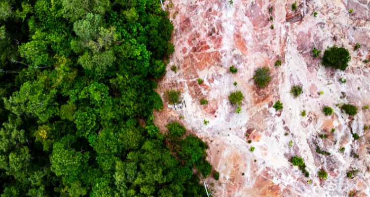 EUDR: cambia l’elenco dei prodotti soggetti al Regolamento sulla deforestazione. Cosa devono sapere le imprese